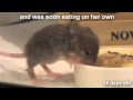 Raising a Baby Mouse 10/10 Weaning