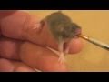 Raising a Baby Mouse 4/10 Feeding