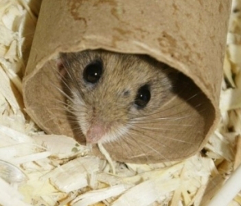 One of the Baby brothers