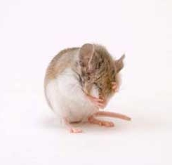 Choctawhatchee Beach Mouse