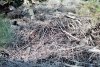 Branches covering a hill side